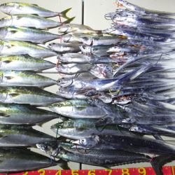 Hit Rush(ヒット ラッシュ) 釣果