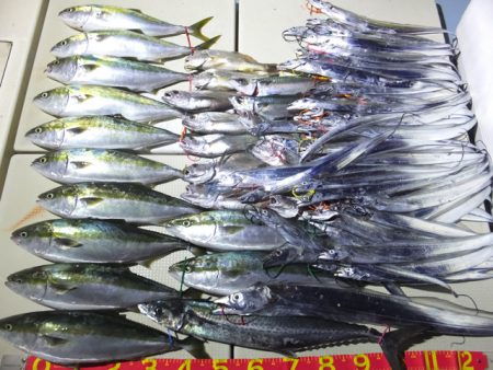 Hit Rush(ヒット ラッシュ） 釣果…