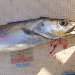 Hit Rush(ヒット ラッシュ) 釣果