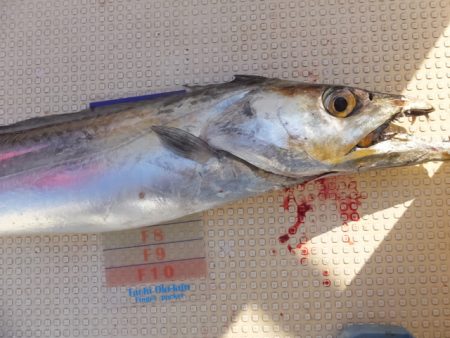 Hit Rush(ヒット ラッシュ) 釣果