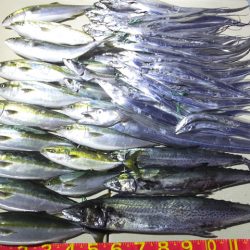 Hit Rush(ヒット ラッシュ) 釣果