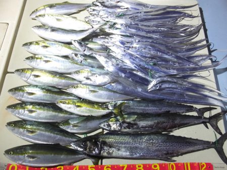 Hit Rush(ヒット ラッシュ) 釣果