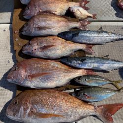 釣船 浦島太郎 釣果