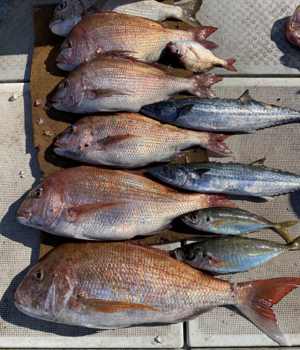 釣船 浦島太郎 釣果