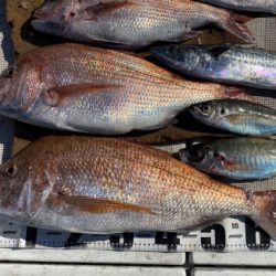 釣船 浦島太郎 釣果