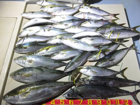 Hit Rush(ヒット ラッシュ） 釣果…