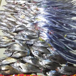 Hit Rush(ヒット ラッシュ） 釣果