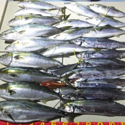 Hit Rush(ヒット ラッシュ) 釣果