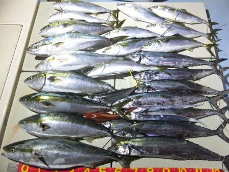 Hit Rush(ヒット ラッシュ） 釣果…