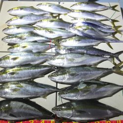 Hit Rush(ヒット ラッシュ) 釣果