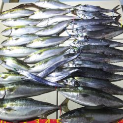 Hit Rush(ヒット ラッシュ) 釣果