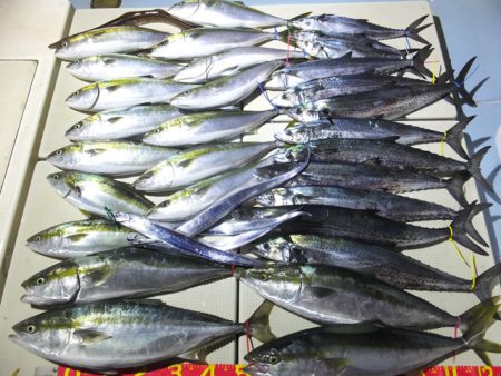 Hit Rush(ヒット ラッシュ） 釣果…