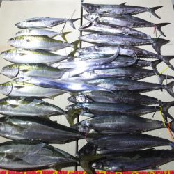 Hit Rush(ヒット ラッシュ) 釣果