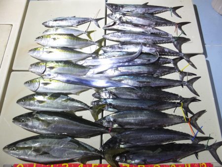 Hit Rush(ヒット ラッシュ） 釣果…