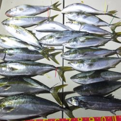 Hit Rush(ヒット ラッシュ) 釣果