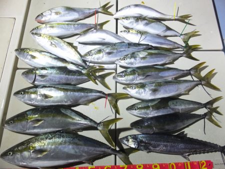 Hit Rush(ヒット ラッシュ） 釣果…