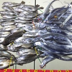 Hit Rush(ヒット ラッシュ) 釣果