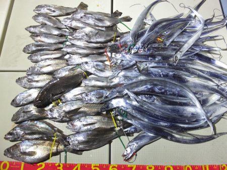 Hit Rush(ヒット ラッシュ) 釣果