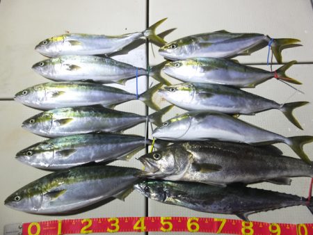 Hit Rush(ヒット ラッシュ） 釣果…