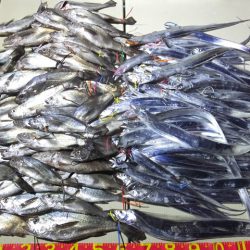 Hit Rush(ヒット ラッシュ） 釣果