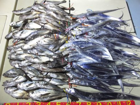 Hit Rush(ヒット ラッシュ） 釣果