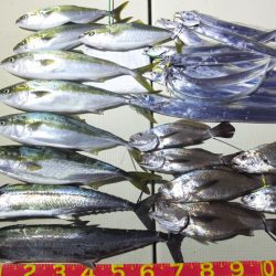 Hit Rush(ヒット ラッシュ) 釣果