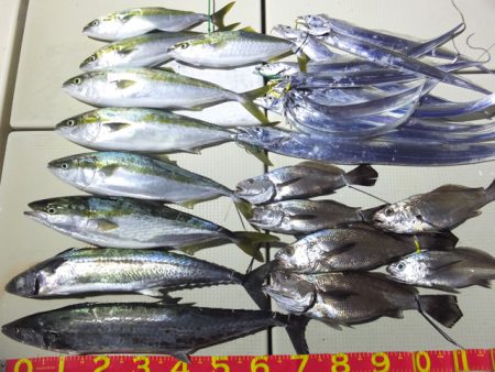 Hit Rush(ヒット ラッシュ） 釣果…