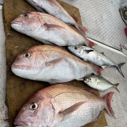 釣船 浦島太郎 釣果