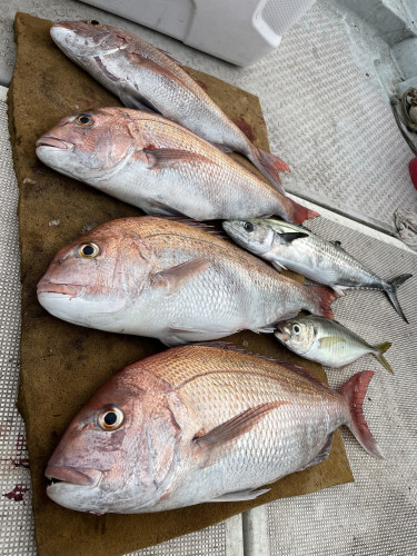 釣船 浦島太郎 釣果