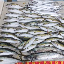 Hit Rush(ヒット ラッシュ) 釣果