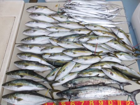 Hit Rush(ヒット ラッシュ） 釣果…