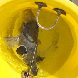 Hit Rush(ヒット ラッシュ) 釣果