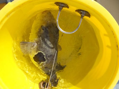 Hit Rush(ヒット ラッシュ） 釣果…