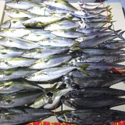 Hit Rush(ヒット ラッシュ) 釣果