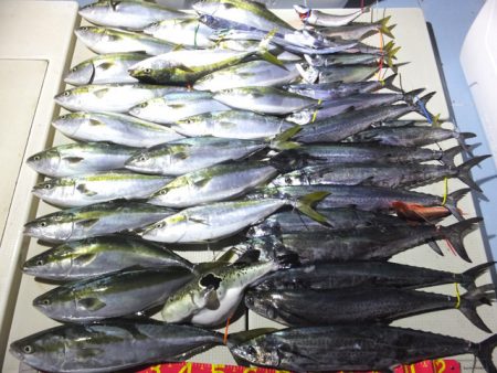 Hit Rush(ヒット ラッシュ) 釣果