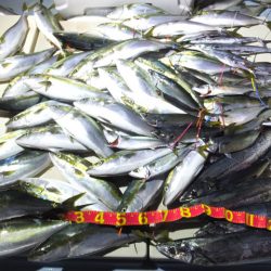 Hit Rush(ヒット ラッシュ) 釣果