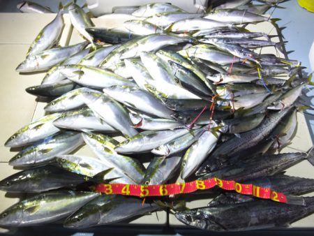 Hit Rush(ヒット ラッシュ） 釣果…