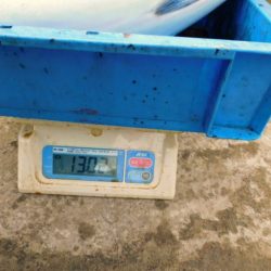 ジギング船 BLUEWATER 釣果