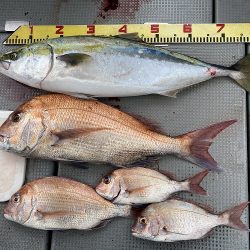 sea boss シーボス 釣果