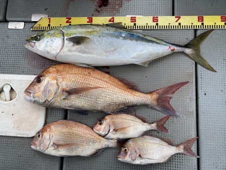 sea boss シーボス 釣果