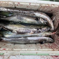 sea boss シーボス 釣果