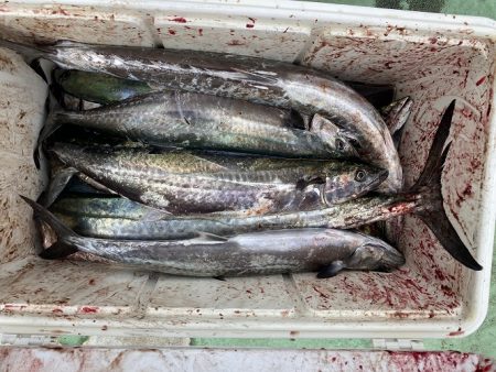 sea boss シーボス 釣果