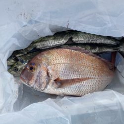 sea boss シーボス 釣果