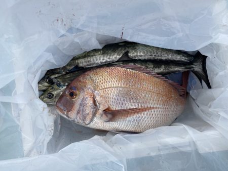 sea boss シーボス 釣果