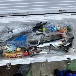 sea boss シーボス 釣果