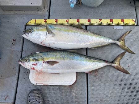 sea boss シーボス 釣果