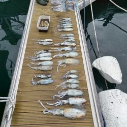 フィッシングボートACE(エース) 釣果