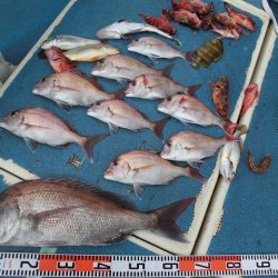 十八宝洋丸 釣果
