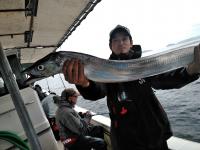 おおせき丸 釣果