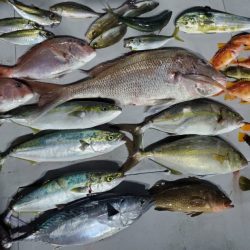 ブルーピア 釣果